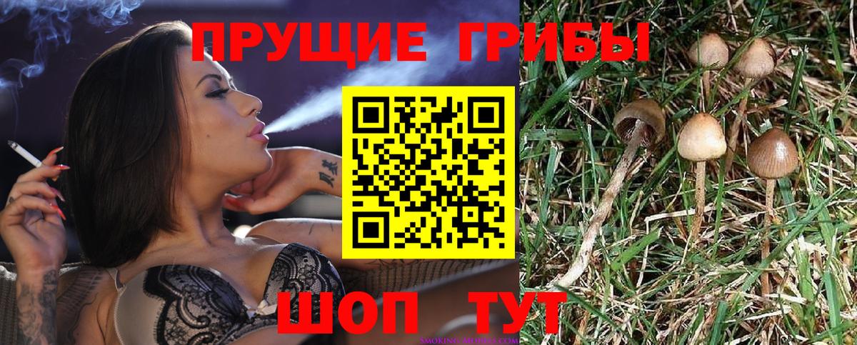 Сибай  Галлюциногенные грибы Psilocybe  Вход с VPN 
